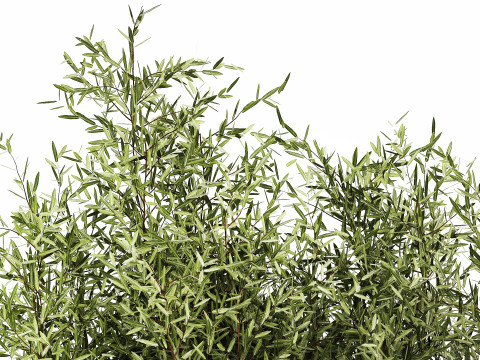 Bouquet in a glass vase of olive branches 503 3D मॉडल