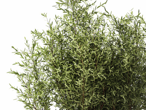 Bouquet in a glass vase of olive branches 503 3D मॉडल
