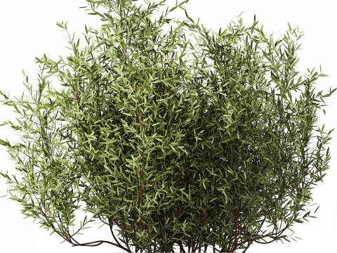 Bouquet in a glass vase of olive branches 503 3D मॉडल