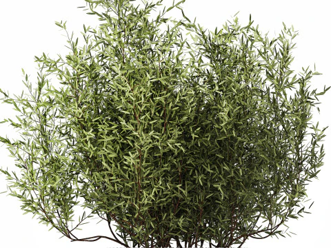 Bouquet in a glass vase of olive branches 503 3D Model