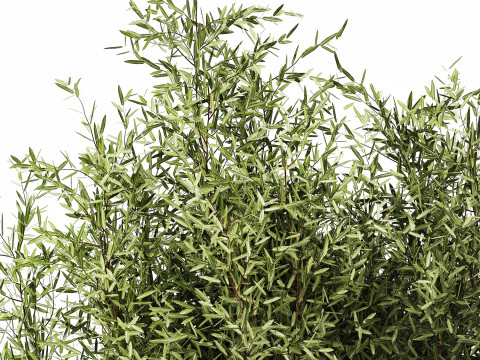 Bouquet in a glass vase of olive branches 503 3D मॉडल