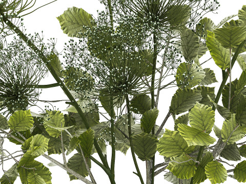 Flower Bouquet Of Green Branches And Hogweed 504 3D-Modell