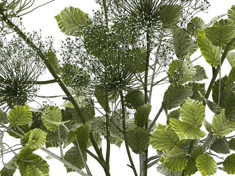 Flower Bouquet Of Green Branches And Hogweed 504 3D Model