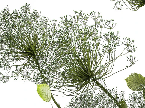 Flower Bouquet Of Green Branches And Hogweed 504 3D Model