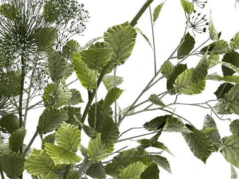 Flower Bouquet Of Green Branches And Hogweed 504 3D Model