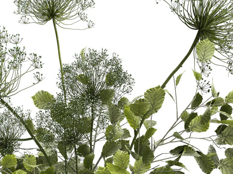 Flower Bouquet Of Green Branches And Hogweed 504 3D Model