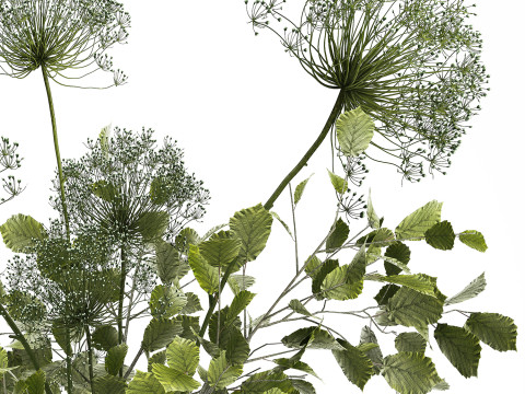 Flower Bouquet Of Green Branches And Hogweed 504 3D-Modell