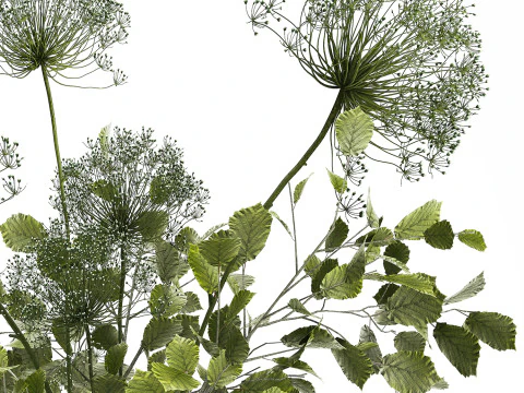 Flower Bouquet Of Green Branches And Hogweed 504 3D Model