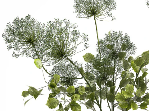 Flower Bouquet Of Green Branches And Hogweed 504 3D Model