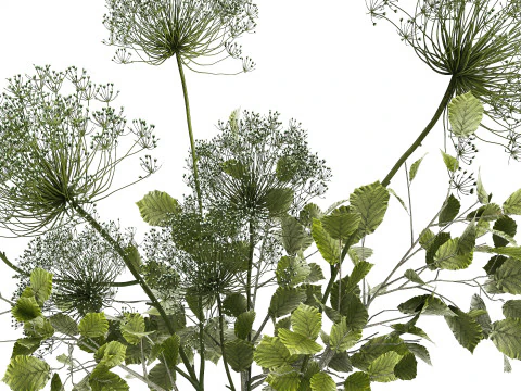 Flower Bouquet Of Green Branches And Hogweed 504 3D Model