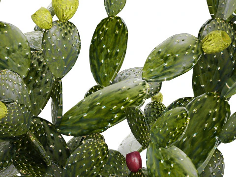Tropical Flower Bouquet Vase Prickly Pear Cactus 507 3D Model