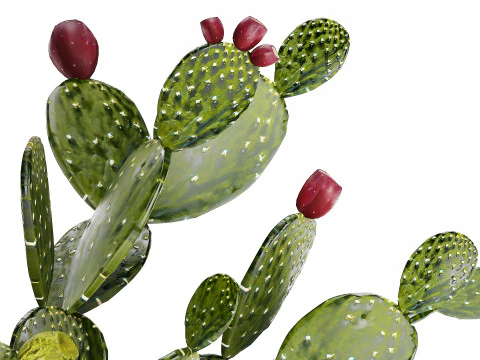 Tropical Flower Bouquet Vase Prickly Pear Cactus 507 3D Model