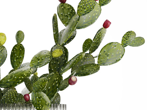 Tropical Flower Bouquet Vase Prickly Pear Cactus 507 3Dモデル