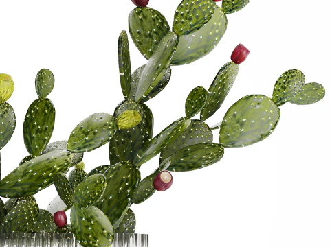 Tropical Flower Bouquet Vase Prickly Pear Cactus 507 3D Model