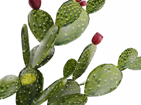 Tropical Flower Bouquet Vase Prickly Pear Cactus 507 3D Model
