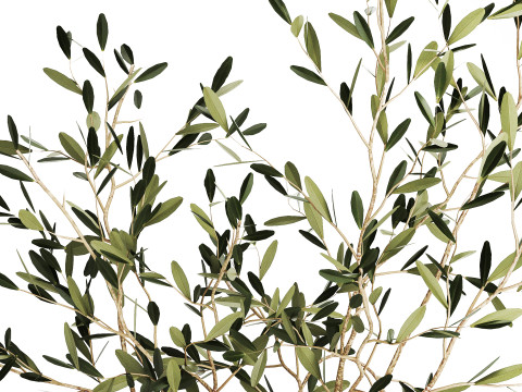 Bouquet in a glass vase of olive branches 509 3D मॉडल