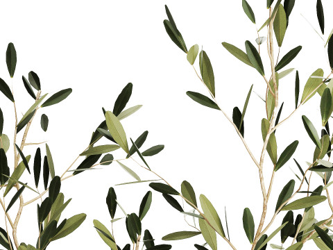 Bouquet in a glass vase of olive branches 509 3D मॉडल