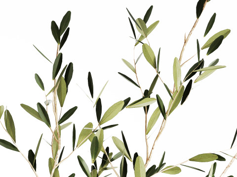 Bouquet in a glass vase of olive branches 509 3D मॉडल