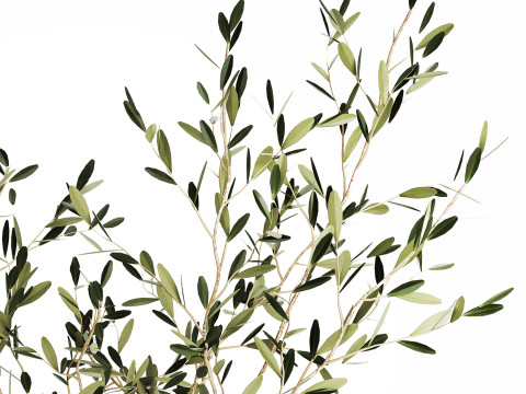 Bouquet in a glass vase of olive branches 509 3D मॉडल