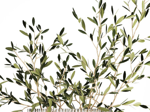 Bouquet in a glass vase of olive branches 509 3D मॉडल