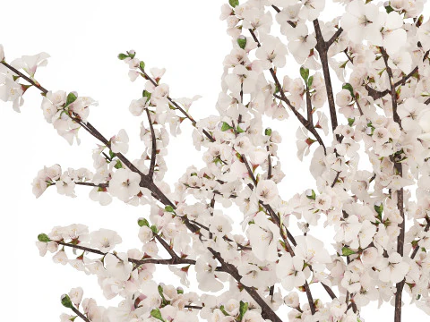 Bouquet Sakura Branches Cherry Blossom Magnolia 510 3D Model