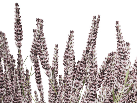 Bouquet Of Wild Flowers With Lavender Sage 513 3Dモデル