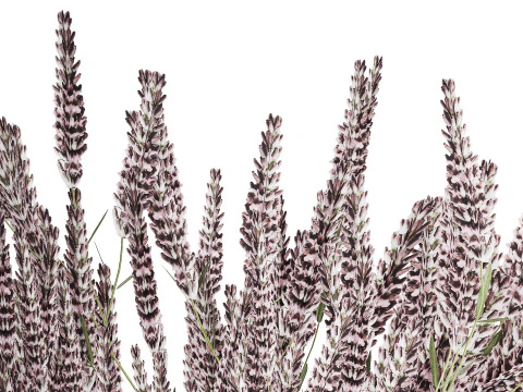 Bouquet Of Wild Flowers With Lavender Sage 513 3D Model