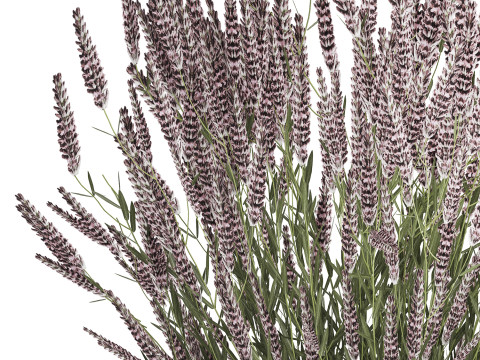 Bouquet Of Wild Flowers With Lavender Sage 513 3Dモデル