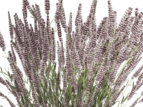 Bouquet Of Wild Flowers With Lavender Sage 513 3Dモデル