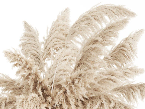 Bouquet of dried flowers cortaderia pampas reed 514 3D Model