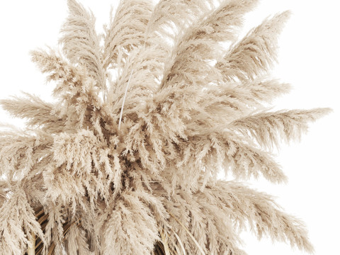 Bouquet of dried flowers cortaderia pampas reed 514 3D मॉडल