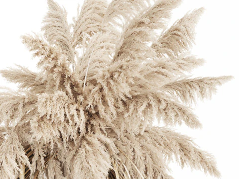 Bouquet of dried flowers cortaderia pampas reed 514 3D Model