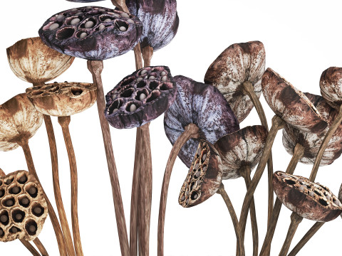Bouquet of dried flowers with lotus branches 515 Modello 3D