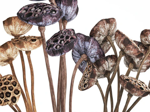Bouquet of dried flowers with lotus branches 515 3D Model