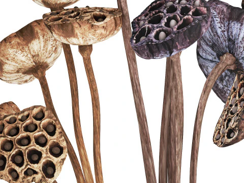 Bouquet of dried flowers with lotus branches 515 3D Model