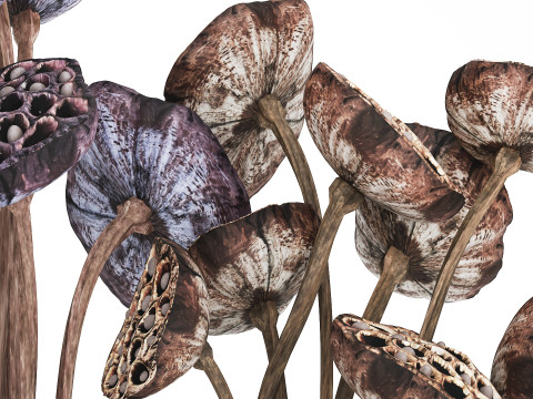 Bouquet of dried flowers with lotus branches 515 Modello 3D