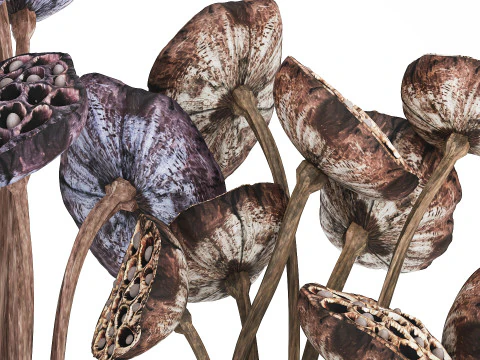 Bouquet of dried flowers with lotus branches 515 3D Model