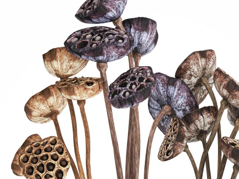 Bouquet of dried flowers with lotus branches 515 3D Model
