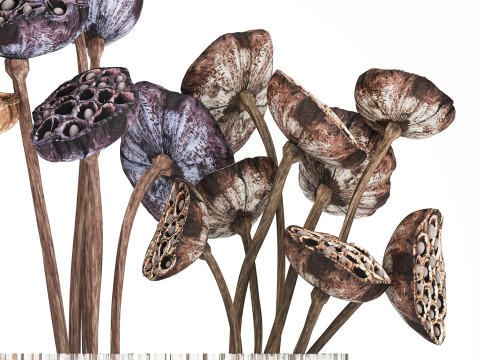 Bouquet of dried flowers with lotus branches 515 Modello 3D