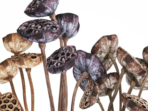Bouquet of dried flowers with lotus branches 515 3D Model