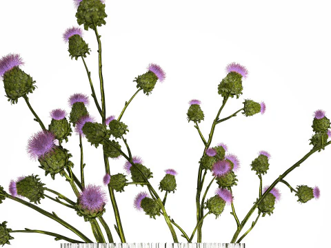 Green Bouquet Of Dried Flowers Thistle thorns 516 3D Model