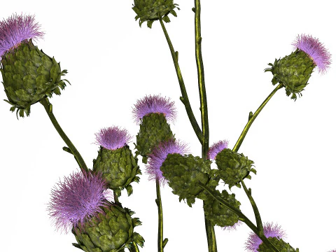 Green Bouquet Of Dried Flowers Thistle thorns 516 3D Model