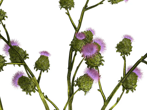 Green Bouquet Of Dried Flowers Thistle thorns 516 3D Model