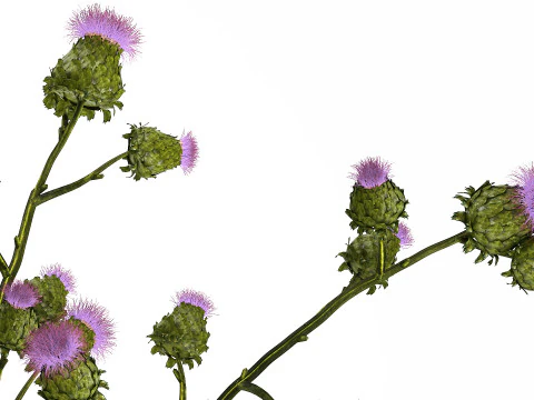 Green Bouquet Of Dried Flowers Thistle thorns 516 3D Model