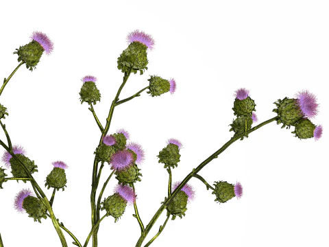 Green Bouquet Of Dried Flowers Thistle thorns 516 3D Model