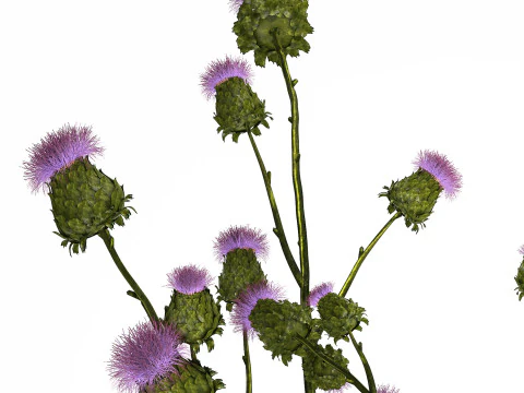 Green Bouquet Of Dried Flowers Thistle thorns 516 3D Model