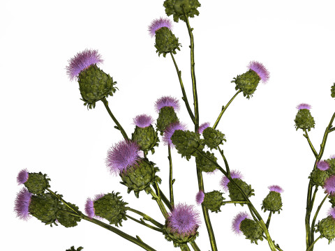 Green Bouquet Of Dried Flowers Thistle thorns 516 3D Model