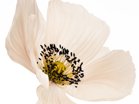 Bouquet Of Beautiful Wild Flower Icelandic Poppy 517 Model 3D