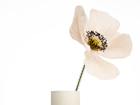 Bouquet Of Beautiful Wild Flower Icelandic Poppy 517 Model 3D
