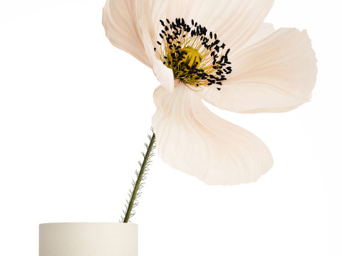 Bouquet Of Beautiful Wild Flower Icelandic Poppy 517 Model 3D